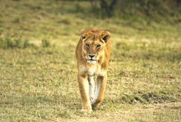 Wild animals in nature , An African lion walking on grass in the Masai Mara forest, Kenya. Africa