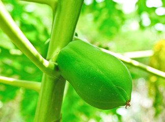 Papaya fruits growing on a papaya tree. Papaya for cooking. Papaya salad is popular in Asian food 