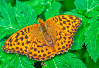 Obraz premium butterfly