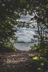 water through the trees