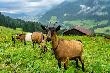 Urlaub im Kleinwalsertal: Wandern auch bei Regen, schlechtem Wetter in Österreich, Bayern - Ziegen Portrait oberhalb von Mitteregg