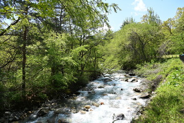 国営アルプスあづみの公園の緑の木々の中を流れる川