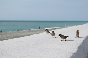 sparrows on the sea