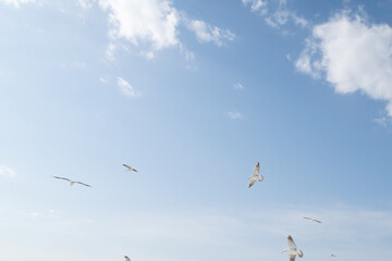 birds in flight