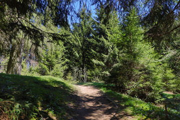 Hiking trail in the Forest of the european alps. Going to the Schleier Waterfalls