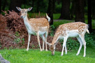 Naklejka na ściany i meble air of Deers enjoy the early sommer at the meadow of Aying Bergtierpark in Germany.