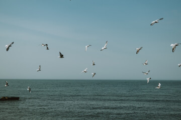seagulls in flight