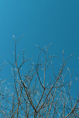 branches against blue sky