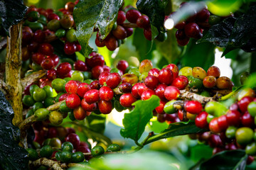 Coffee beans arabica on tree in North of thailand.