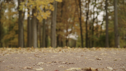 autumn background with fallen leaves in a park