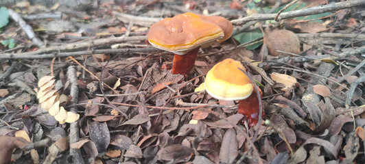 mushrooms in the forest