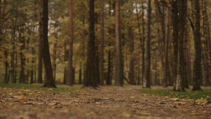 Fototapeta premium autumn background with fallen leaves in a park