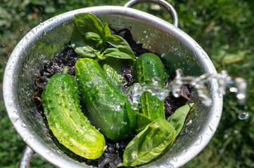 wash vegetables from rows under water, green cucumbers from the garden