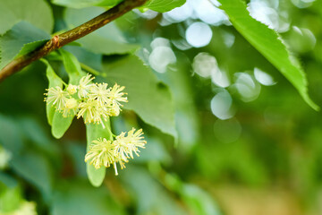 Flowers on the branches of a blooming linden close-up