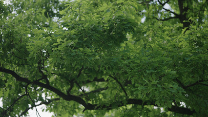 Obraz na płótnie Canvas Closeup oak leaves on a tree in a summer day