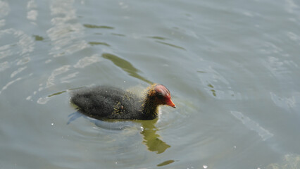 coot with babies swimming in a pond looking for food and feeding them