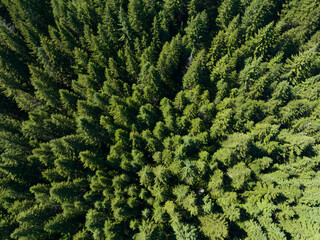 Over 85% of Oregon's forests are made up of coniferous trees, primarily Douglas-fir trees, Ponderosa pines, and other hardwood species.