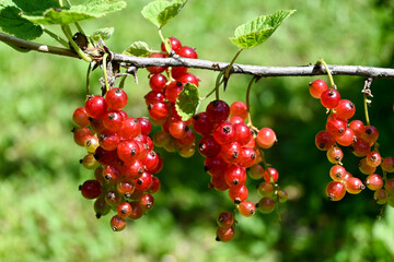 rote Johannisbeeren
