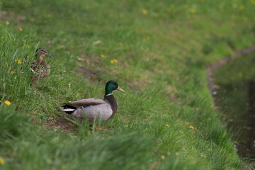 Couple of ducks resting on a pond border in grass