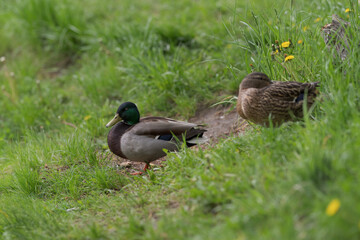 Couple of ducks resting on a pond border in grass