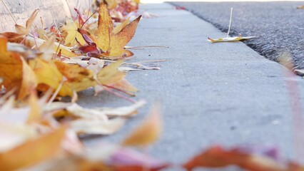 Dry yellow autumn fallen maple leaves on ground of american city street by curb. Low angle view...