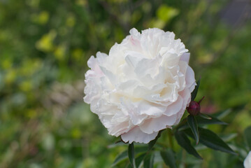 Peony flower in focus with green leafs in the background.