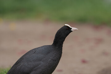 Coot bird walking on a ground with copy space