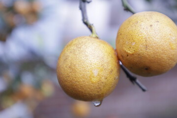pear on a branch