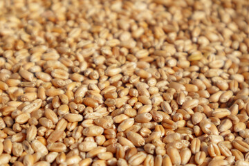 Closeup of harvest of ripe golden wheat, selected focus.