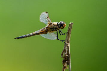 Libelle in der Natur