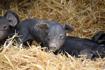 Black piglets on straw in a farmyard