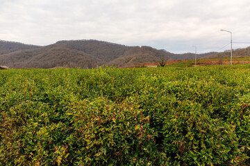 Fototapeta na wymiar landscape with a tea plantation