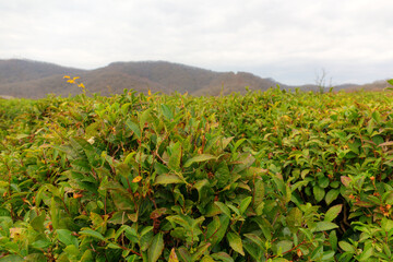 green tea plantation