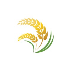 Fototapeta premium Wheat logo vector icon illustration