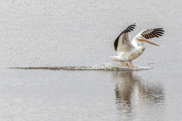 great pelican in flight