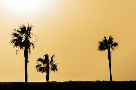 Shade of palm trees on Sal island
