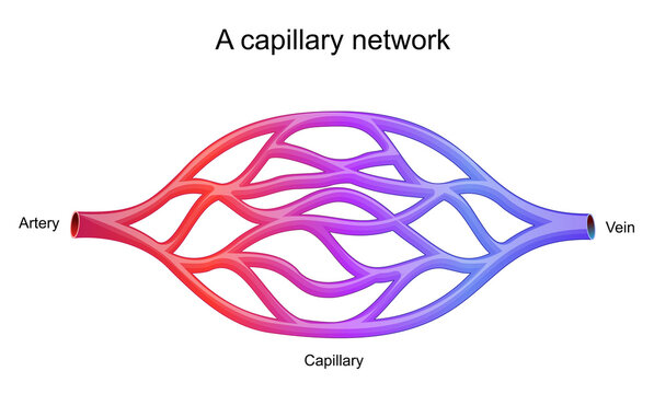capillary network. blood vessel