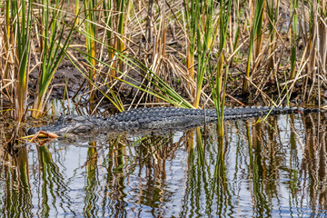 alligator in the water