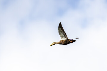 Bird in Flight