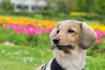 犬と花畑