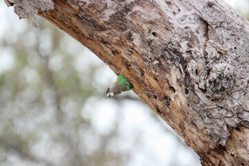 Fototapeta premium Brown-headed Parrot at nest entrance, Kruger National Park, South Africa 
