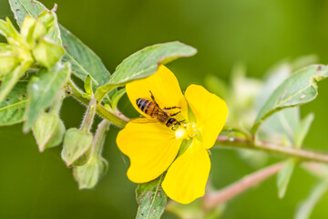 bee on yellow flower