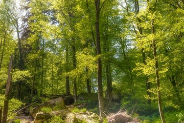 Beautiful landscape of a dense green forest