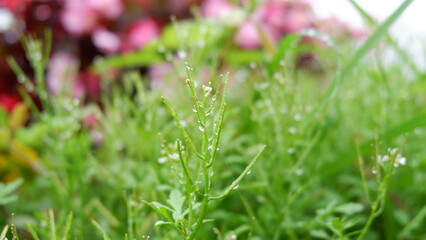 dew on grass