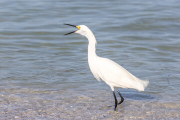 Snowy Egret