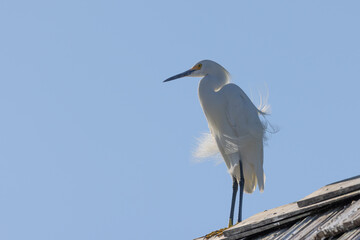Snowy Egret