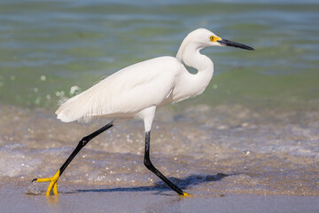 Snowy Egret