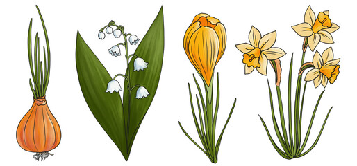 drawing spring flowers and plants, onion bulb, crocus, lily of valley and narcissus isolated at white background, hand drawn illustration