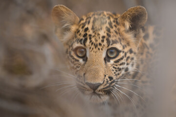 Fototapeta na wymiar Tight close-up portrait of a 3 month old leopard cub from Jhalana leopard reserve, Jaipur, Rajasthan