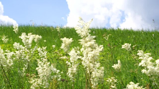 Meadow with lots of colorful spring flowers on sunny day. Nature floral background in early summer with fresh green grass. Summer day.